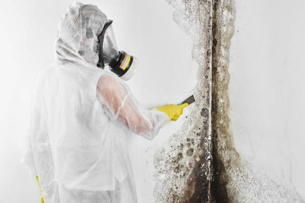 Best Crawl Space Mold Remediation in Newark, NJ